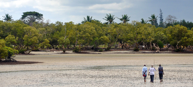 kenya-mangrove